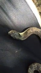 Regardez comment neutraliser un serpent en 1 seconde... Hop sur le dos