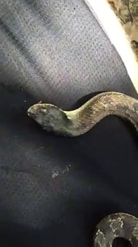 Regardez comment neutraliser un serpent en 1 seconde... Hop sur le dos