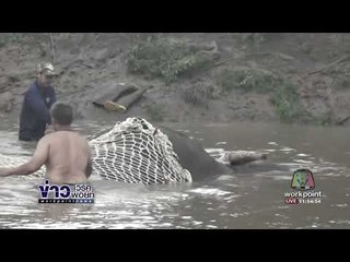 จนท พิษณุโลก ยังเร่งช่วยช้างป่าขึ้นจากคลองชมพู l ข่าวเวิร์คพอยท์ l 18 ต.ค.60