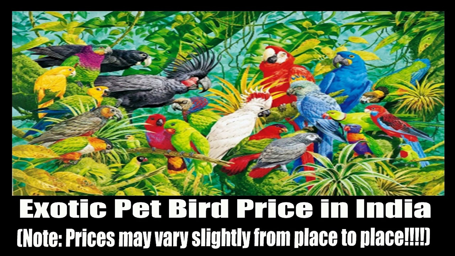 ⁣All Pet Birds Prices in India - Parrots and Parakeets