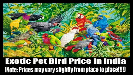 All Pet Birds Prices in India - Parrots and Parakeets