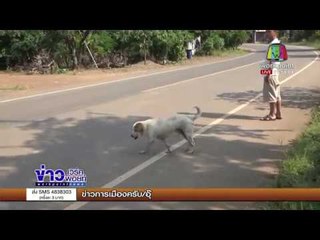 เร่งช่วยสุนัข ร้องโหยหวน กระดูกหมูติดคอ | ข่าวเวิร์คพอยท์ | 31 ต.ค. 60