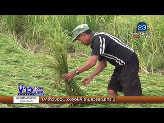 อากาศแปรปรวนทำต้นข้าวล้มพังเสียหาย |ข่าวเวิร์คพอยท์| 30 ต.ค. 60