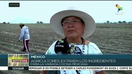 El maíz, alimento fundamental de la identidad del pueblo mexicano