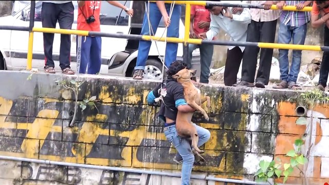 10 ЖИВОТНЫХ, КОТОРЫМ НЕРЕАЛЬНО ПОВЕЗЛО