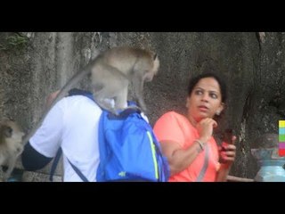 จ๋อทำเสียเรื่อง ! นทท.ผวาวัดถ้ำเสือวิปัสสนา ลิงแย่งของ ทำลายทรัพย์สิน