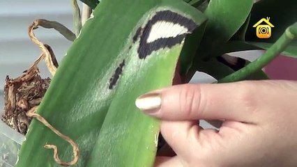 Орхидеи. Покупка, уход, пересадка // FORUMHOUSE