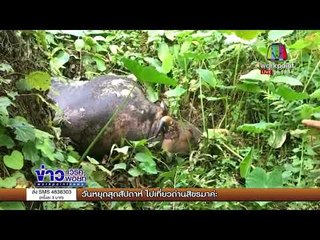 พบกระทิงวังน้ำเขียวถูกยิงตายเพิ่มอีก 2 ตัว l ข่าวเวิร์คพอยท์ l 13 พ.ย. 60
