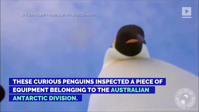 Emperor Penguins Make Adorable Attempt at Selfie-Taking