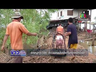 ย้ายหมูกว่า 100  ตัว บนถนนไปเลี้ยงในคอกหลังน้ำลด l ข่าวเวิร์คพอยท์ เที่ยง 21 พ.ย.60