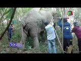 ทีมสัตว์แพทย์ เร่งช่วย เจ้างาบิ่น ช้างป่าเหยียบตอไม้เจ็บ    l ข่าวเวิร์คพอยท์ เช้า  17 พ.ย.60