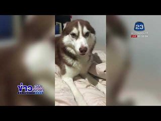 ‘ไซบีเรียนจอมซน’ โดนขู่จะเอาไปปล่อยวัด l ข่าวเวิร์คพอยท์ อาทิตย์ 26 พ.ย.60