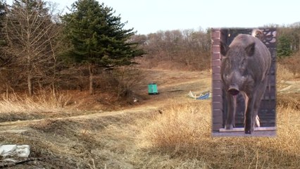 멧돼지 등 야생동물 피해 증가...사람까지 공격 / YTN