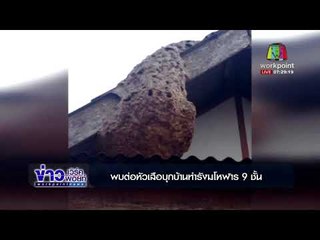 พบต่อหัวเสือบุกบ้านทำรังมโหฬาร 9 ชั้น l ข่าวเวิร์คพอยท์ อาทิตย์ 26 พ.ย.60