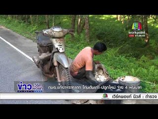 กนย. แก้ยางราคาตก โค่นต้นเก่า ปลูกใหม่ จ่าย 4 พันบาท l ข่าวเวิร์คพอยท์ l 16 ธ.ค. 60