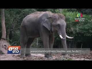 พลายอุเทนคลั่งถูกดึงหาง ไล่เหยียบนทท จีน ดับ 1 l ข่าวเวิร์คพอยท์ l 22 ธ.ค. 60