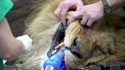 Quand un lion doit passer une IRM ça donne ça... Compliqué
