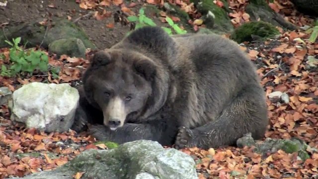 Abruzzo National Park - Italy