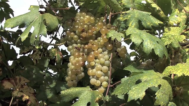 Orvieto - Umbria - Italy