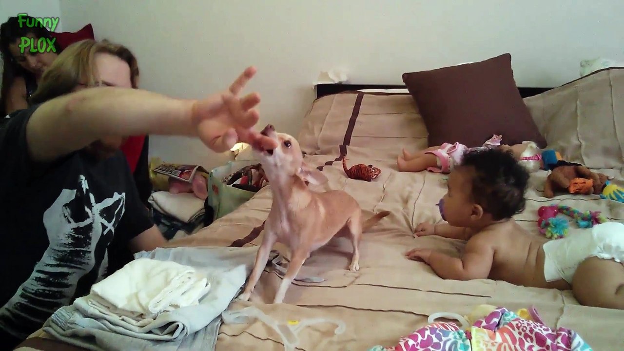 Funny Dogs Protecting Babies Compilation (2015)