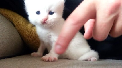 newborn persian kitten first steps - Lucy