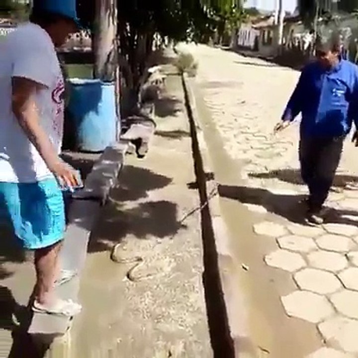 cuidado con la vivora