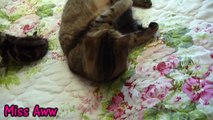 Mom Cat Loves Her Baby Kittens Very Much