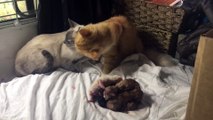 Mommy and daddy cat Celebrate new babies