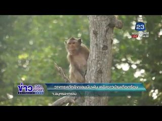 วางกรงดักลิงแสมนับพัน หลังชาวบ้านเดือดร้อน l ข่าวเวิร์คพอยท์ l 23 ม.ค.61 (ดึก)