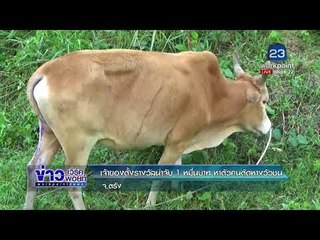 เจ้าของตั้งรางวัลนำจับ 1 หมื่นบาท หาตัวคนตัดหางวัวชน   |ข่าวเวิร์คพอยท์| ดึก  19 ม.ค. 61