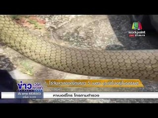 โร่จับงูจงอางยักษ์ยาว 5 เมตร บุกเข้าไปอยู่ในรถยนต์ l ข่าวเวิร์คพอยท์ เช้า l 29 ม.ค. 61