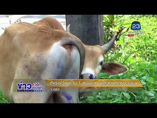 ตั้งรางวัลนำจับ 1 หมื่นบาท ล่าตัวคนตัดหางวัวชน | ข่าวเวิร์คพอยท์ | 20 ม.ค. 61