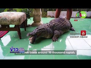 ครอบครัวชาวอินโดฯ เลี้ยงจระเข้ในบ้านมานาน 20 ปี l ข่าวเวิร์คพอยท์ (เช้า) l 9 ก.พ.61