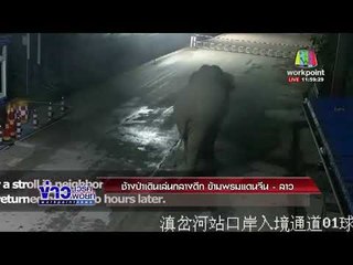 ช้างป่าเดินเล่นกลางดึก ข้ามพรมแดนจีน  - ลาว   l ข่าวเวิร์คพอยท์ (เที่ยง) l 29 ม.ค. 61