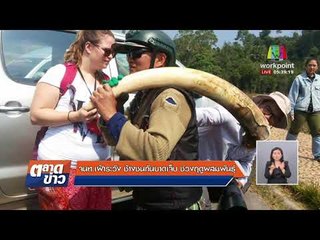 จนท. เฝ้าระวัง ช้างชนกันบาดเจ็บ ช่วงฤดูผสมพันธุ์ l ข่าวเวิร์คพอยท์ l 9 ก.พ. 61