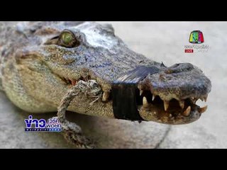 จับจระเข้ตัวใหญ่กลางทุ่งนา คนมักง่าย เอามาปล่อยทิ้ง |ข่าวเวิร์คพอยท์ (เที่ยง) | 30 ม.ค. 61