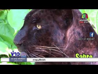 เสือดำตัวสุดท้าย อาจถูกฆ่าตายด้วยปลายปืน l ข่าวเวิร์คพอยท์ l 8 ก.พ. 61