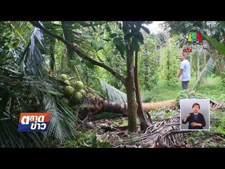 มดสร้างเมือง แก้ปัญหาช้างป่าเขาสอยดาว บุกกินพืชผลเกษตร l ข่าวเวิร์คพอยท์ l 14 ก.พ. 61(เช้า)