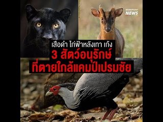 เสือดำ เก้ง ไก่ฟ้าหลังเทา 3 สัตว์อนุรักษ์ที่ตายใกล้แคมป์เปรมชัย