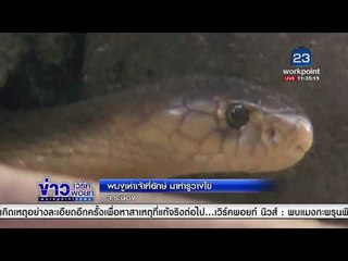 พบงูเห่าเจ้าที่ยักษ์ มาทำรูวางไข่ จ. ระนอง  l ข่าวเวิร์คพอยท์ l 20 ก.พ.61 (เที่ยง)