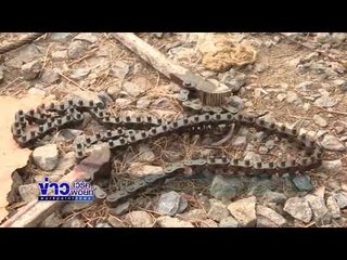 เครนพลิกคว่ำกลางถนน คนขับรอดหวุดหวิด l ข่าวเวิร์คพอยท์ (เที่ยง) l 9 ก.พ. 61