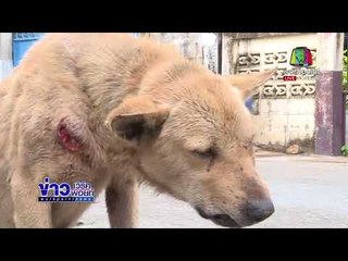 กองสาธารณสุขฯ เร่งกำจัดกองทัพเห็บบุกบ้าน l ข่าวเวิร์คพอยท์ l 23 ก.พ. 61 (เที่ยง)