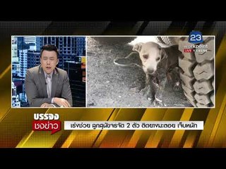 เร่งช่วย ลูกสุนัขจรจัด 2 ตัว ติดยางมะตอย เจ็บหนัก | บรรจงชงข่าว | 12 ก.พ. 61