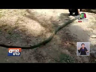 งูจงอางยักษ์ยาวกว่า 4 เมตร ซุกใต้รถกระบะ l ข่าวเวิร์คพอยท์ l 27 ก.พ. 61