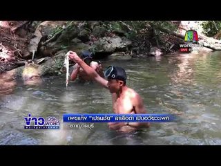 เผยแก๊ง “เปรมชัย” ล่าเสือดำ เปิบอวัยวะเพศ    l ข่าวเวิร์คพอยท์ l 19 ก.พ. 61 (เช้า)