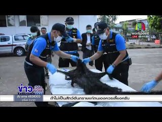 แจ้งจับเมีย ‘เปรมชัย’ ครอบครองงาช้างแอฟริกา l ข่าวเวิร์คพอยท์ l  7 มี.ค.61