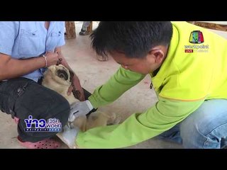 กรมปศุสัตว์ประกาศโรคพิษสุนัขบ้าระบาด 13 จังหวัด  l ข่าวเวิร์คพอยท์ l 7 มี.ค.61 (เที่ยง)