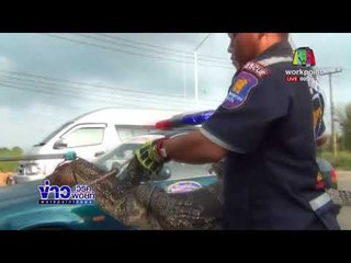 เจ้าของบ้านผวา ตัวเงินตัวทองบุกกินเป็ดไก่หายเรียบ l ข่าวเวิร์คพอยท์ l 6 มี.ค.61