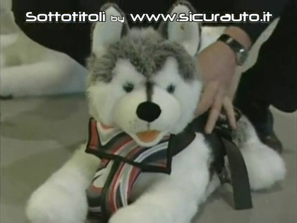 Crash-test chien