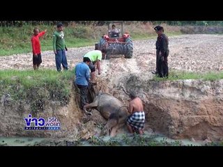 วัวแม่ลูกอ่อนพลัดตกสระน้ำกลางทุ่งนา l ข่าวเวิร์คพอยท์ l 12 มี.ค. 61